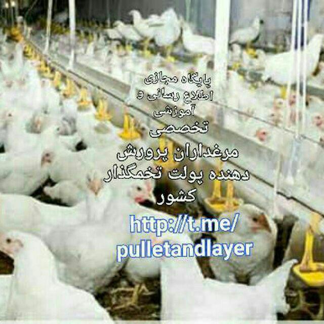 چگونه گله های پولت مناسب و با کیفیت را تشخیص دهیم؟ (این بخش: بیماری QX چیست - خطر گله های Mg مثبت چیست؟)